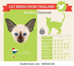 Modern Siamese Cat  breed vector infographics. This cat breed from Thailand