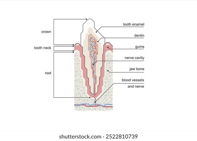 Modern style line illustration of a tooth cross section on a white background. With English explanation.