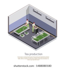 Modern tea production facility isometric composition with grading and oxidizing harvested leaves process descriptive text vector illustration 