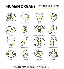 Modern thin line icons on a theme medicine human internal organs. High quality vector logos. Label for medical organization. Flat style icons for your collection.