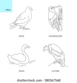 Modern thin line signs four birds: dove, swan, woodpecker and vulture set icons. Premium quality outline symbol collection. Simple mono linear pictogram pack. Stroke vector logo concept, web graphics.