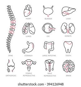 Modern of thin linear icons on a theme medicine human internal organs. High quality vector logos.