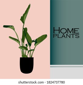 Modern trendy plants in the interior. The concept of gardening and plant cultivation.