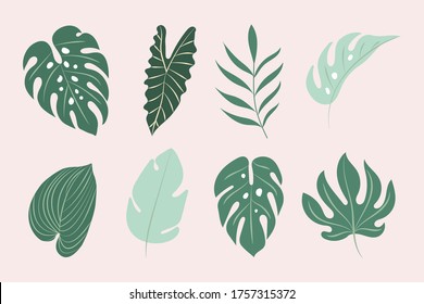 Modern tropical leaves set. Monstera leaves. 