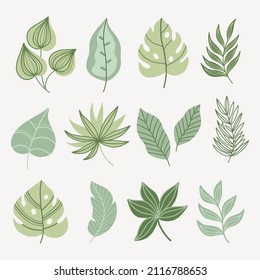 Modern tropical leaves set. Monstera ,palm,bananas leaves