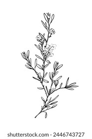 Modern vector drawing of rosemary, plant branch with small leaves, medicinal herb drawing. Botanical design elements, aesthetic flowering tree.