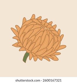 Modern vector flower illustration. Elegant Strawflower stroke drawing with colored soft muted yellow petals on pastel background. Botanical line design. Blooming outline bud with for cards, print