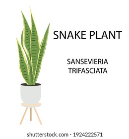 Moderne Vektorgrafik mit grüner, gelber Schlangenpflanze sansevieria trifasciata In einem Topf auf weißem Hintergrund. Gemütliche Wohnung und gemütliches Büro. Hintergrund, Vektorgrafik. Einfaches Design.