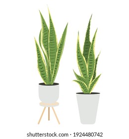 Ilustración vectorial moderna con planta de serpiente verde, amarilla sansevieria trifasciata En una olla sobre fondo blanco. Planta para casa acogedora y oficina acogedora. Ilustración vectorial de fondo. Diseño sencillo.