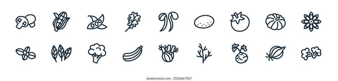 Icono de verduras modernas. Perfecto para diseños de IU lineales con coliflor de Vector, chalota, raíz de apio, eneldo, hinojo, calabacín, brócoli y más iconos para App móviles y de Web.