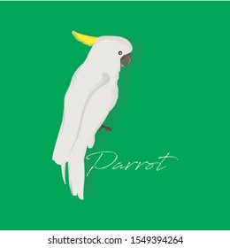 modern white parrot vector bird 
