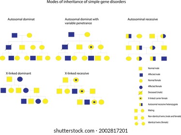 Modes of inheritance of simple gene disorders