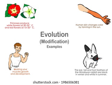 Modification decent examples, evolution. With explanations, set. Primrose, skin change arm tan, body building, himalayan rabbit.  Genetic inheritance. Darwin theory Biology lesson, illustration vector