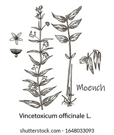 Moench. Vincetoxicum officinale. Vektorillustration handgezeichnet Kräuter. Botanische Pflanzengrafik. Vintage-Kräuterskizze.