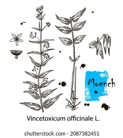 Moench. Vincetoxicum officinale. Handgezeichnete Kräuterpflanze. Botanische Pflanzengrafik. Vintage-Kräuterskizze.