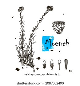 Moench. Vincetoxicum officinale. Handgezeichnete Kräuterpflanze. Botanische Pflanzengrafik. Vintage-Kräuterskizze.