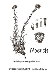 Moench, vintage gravierte Illustration. Realistischere botanische Vektorgrafik. Bild für Ihr Design.