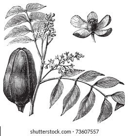 Mohagany or Meliaceae. Melia azedarach illustration. Also called Persian Lilac, White Cedar, Chinaberry, Texas Umbrella, Bead Tree, Lunumidella, Ceylon Cedar, malai vembu, Bakain and Dharek/Dhraik.