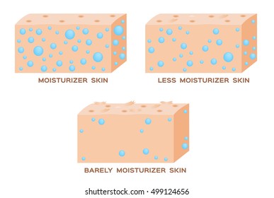 moisturizer in skin . vector anatomy