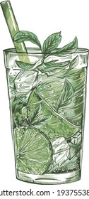 Mojito lime alcohol drink hand-drawn illustration, vector in the color version. Green soda drink drawing. 