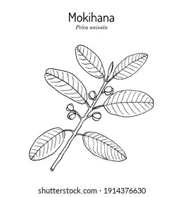 Mokihana or Kauai (pelea anisata), state lei material of Hawaii. Hand drawn botanical vector illustration