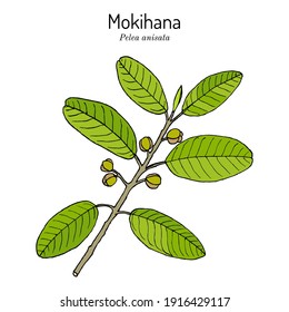 Mokihana oder Kauai (pelea anisata), staatliches Lei-Material von Hawaii. handgezeichnete botanische Vektorgrafik