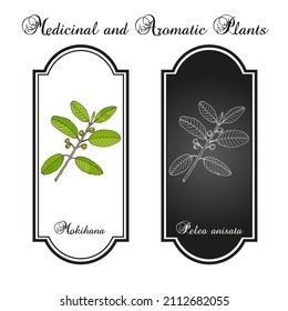 Mokihana Or Kauai (pelea Anisata), State Lei Material Of Hawaii. Hand Drawn Botanical Vector Illustration