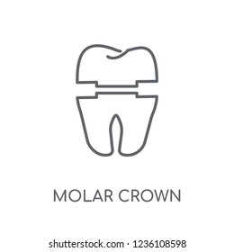 Molar crown linear icon. Modern outline Molar crown logo concept on white background from Dentist collection. Suitable for use on web apps, mobile apps and print media.