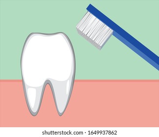 A molar in the gum and a rosary for cleaning. Flat vector stock illustration with a healthy tooth as a concept of hygiene and caries prevention for dental clinic design