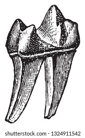 Molar of the hedgehog in two, vintage engraved illustration. From Deutch Vogel Teaching in Zoology.
