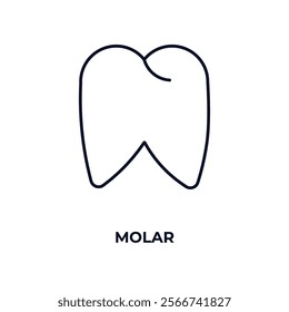 molar outline icon. Linear vector from medical concept. Thin line molar icon isolated on white background