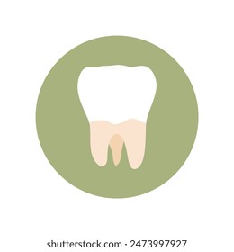 molar teeth flat design vector illustration. Oral medicine, stomatology, dental medicine concepts. White tooth healthcare. Modern flat design graphic element. Vector illustration