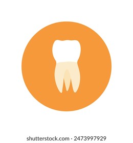 molar teeth flat design vector illustration. Oral medicine, stomatology, dental medicine concepts. White tooth healthcare. Modern flat design graphic element. Vector illustration