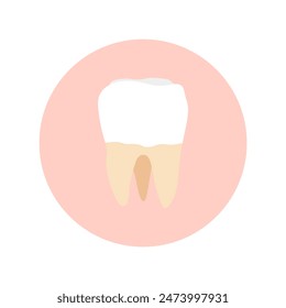 molar teeth flat design vector illustration. Oral medicine, stomatology, dental medicine concepts. White tooth healthcare. Modern flat design graphic element. Vector illustration