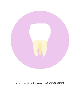 molar teeth flat design vector illustration. Oral medicine, stomatology, dental medicine concepts. White tooth healthcare. Modern flat design graphic element. Vector illustration