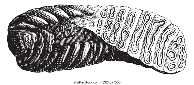 Molar teeth of the Indian Elephant, vintage engraved illustration. Zoology Elements from Paul Gervais.
