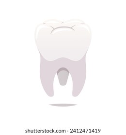 Molar teeth vector isolated white background.