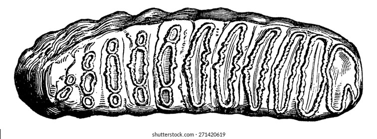 Diente molar de Elephas antiquus, un tercio del tamaño natural, ilustración vintage grabada. Tierra antes del hombre 1886.