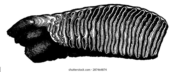 Molar tooth of a mammoth, one third of the natural size, vintage engraved illustration. Earth before man - 1886.