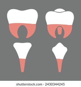 Molars, Premolars, Incisors and Canine Human Teeth Types Diagram for Education Purposes on Grey Background