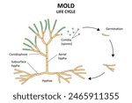 Mold life cycle. The structure of mold. Diagram.