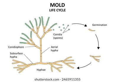 Lebenszyklus der Form. Die Struktur der Form. Diagramm.