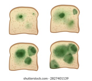 Mold spots on bread slice. Stages of mildew infection growth. Moldy bread spoil food waste. Fungus green round stain. Spore mold microbes. Vector illustrations set. Biologically hazardous taint
