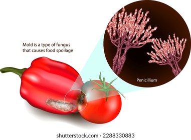 El moho es un tipo de hongo que causa el deterioro de los alimentos. Hongos de Mold Penicillium. Moldes alimentarias