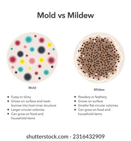 Mold versus Mildew, wissenschaftliche Vektorgrafik