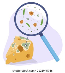 Moldy cheese triangle piece with magnifying glass and germs isometric vector illustration. Biology bacterium dangerous dairy product with magnifier zoom. Science research overdue meal bacteria