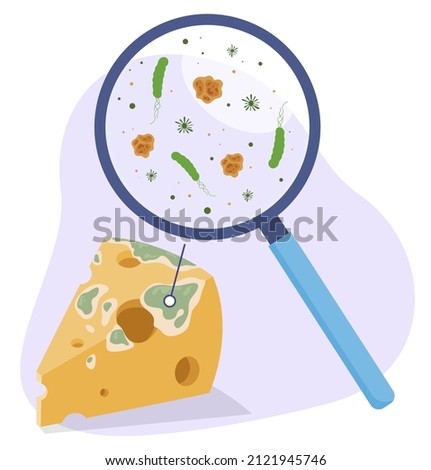 Moldy cheese triangle piece with magnifying glass and germs isometric vector illustration. Biology bacterium dangerous dairy product with magnifier zoom. Science research overdue meal bacteria