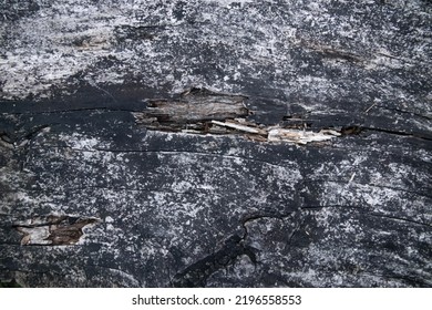 Moldy old rain forest wood texture