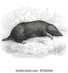 Mole