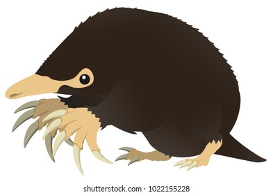 Mole animal design element, color vector cartoon illustration horizontal